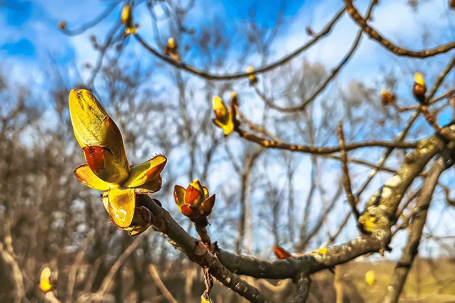 Die Roßkastanie beim Leithasteg öffnet ihre Knospen - Foto JoSt   2026